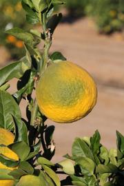            Immature fruit (Riverside, CA)   