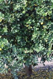            Habit (Abhayapuri, Riverside, CA)   