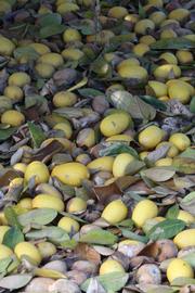            Fruit (Abhayapuri, Riverside, CA)   