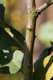            Second - third year twig (Abhayapuri, Riverside, CA)   