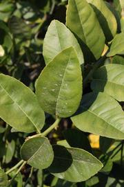            Sun leaves (Abhayapuri, Riverside, CA)   
