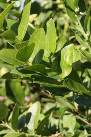            Sun leaves (Abhayapuri, Riverside, CA)   
