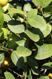            Sun leaves (Abhayapuri, Riverside, CA)   