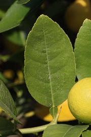            Unifoliolate leaf (Abhayapuri, Riverside, CA)   