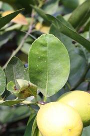            Unifoliolate leaf (Abhayapuri, Riverside, CA)   