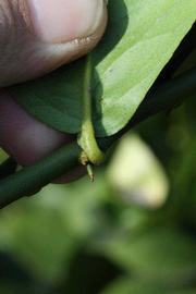            Petiole (Abhayapuri, Riverside, CA)   