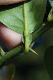            Petiole (Abhayapuri, Riverside, CA)   