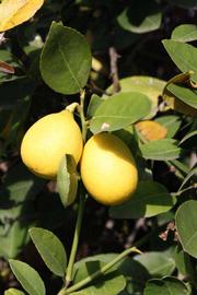            Fruit (Abhayapuri, Riverside, CA)   