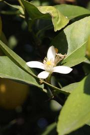            Flower (Abhayapuri, Riverside, CA)   