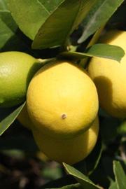            Fruit (Abhayapuri, Riverside, CA)   