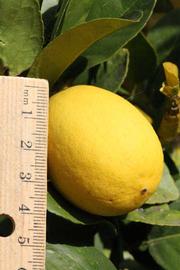            Fruit (Abhayapuri, Riverside, CA)   