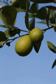            Fruit (Abhayapuri, Riverside, CA)   