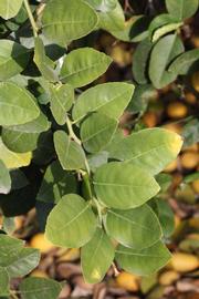            Sun leaves (Abhayapuri, Riverside, CA)   