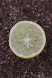            Fruit cross-section (Abhayapuri, Riverside, CA)   