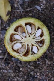              Fruit cross-section of  Aegle marmelos    (Riverside, CA)       