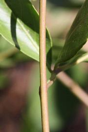              First year twig (Riverside, CA)       