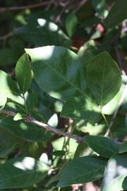              Shade leaves (Riverside, CA)       
