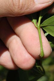              Petiole (Riverside, CA)       