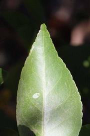              Margin (Riverside, CA)       