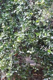            Habit (Riverside, CA)   