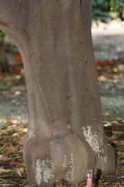              Bark (Riverside, CA)       