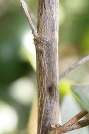              Second - third year twig (Riverside,   CA)       