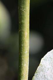              First year twig (Riverside, CA)       