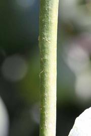              First year twig (Riverside, CA)       