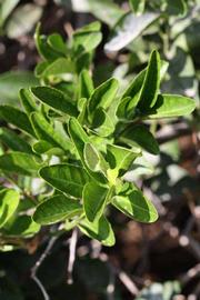              Sun leaves (Riverside, CA)       