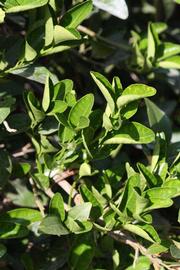              Sun leaves (Riverside, CA)       