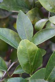              Shade leaves (Riverside, CA)       