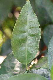            Unifoliolate leaf (Riverside, CA)   