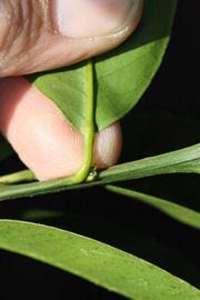              Petiole (Riverside, CA)       