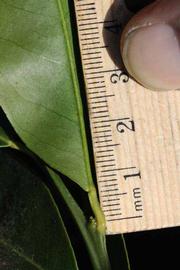              Petiole (Riverside, CA)       