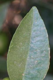              Margin (Riverside, CA)       