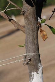            Bark (Riverside, CA)   