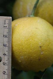               Fruit (Riverside, CA)       