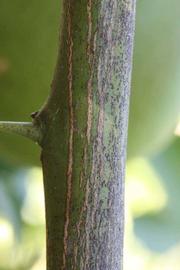              Second - third year twig (Riverside, CA)       