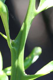              First year twig (Riverside, CA)       