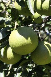              Immature fruit (Riverside, CA)       