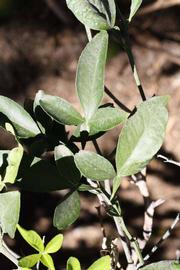              Sun leaves (Riverside, CA)       
