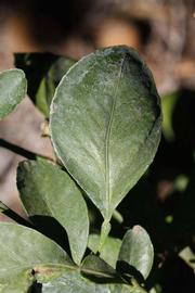              Unifoliolate leaf (Riverside, CA)       