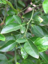              Shade leaves (Riverside, CA)       