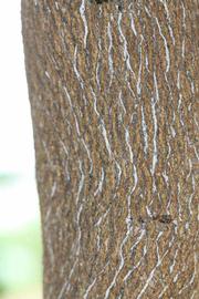              Bark (Riverside, CA)       