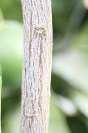              Second - third year twig (Riverside,   CA)       