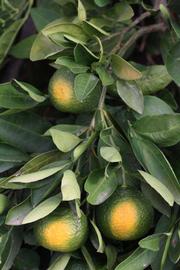              Shade leaves with immature fruits (Riverside,   CA)       