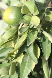              Sun leaves with immature fruits (Riverside,   CA)       