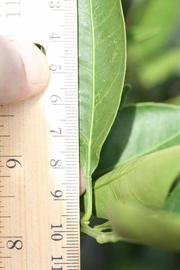              Petiole (Riverside, CA)       