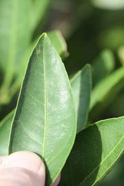              Margin (Riverside, CA)       