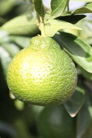              Immature fruit (Riverside, CA)       